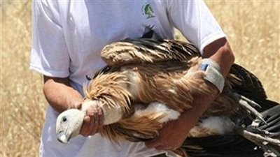 إسرائيل تستعيد نسر تجسس بعد التفاوض مع ثوار سوريا