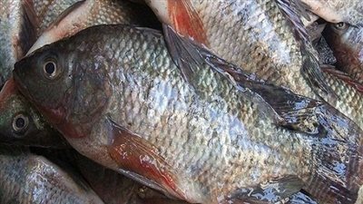 ارتفاع أسعار الأسماك والبلطي بـ32 جنيها في الدقي