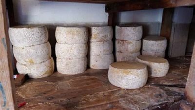 ضبط 935 كجم جبن أبيض ورومى 