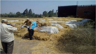 تحويل الف طن من المخلفات الزراعية الى سماد عضوي بالشرقية