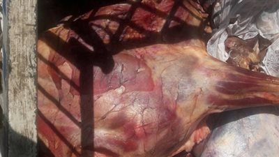 ضبط كمية من مصنعات اللحوم الفاسدة داخل مفرمة بالجيزة