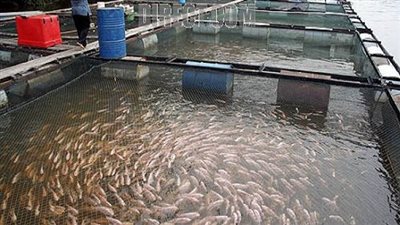 كارثة صحية.. ضبط مالك مزرعة سمكية يغذى الأسماك  بالحيوانات النافقة فى الاسكندرية