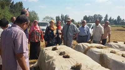 تدوير 1500 طن قش أرز بالغربية وحملات تفتيشية على المنشآت الصناعية 