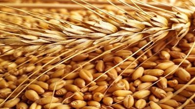 وزارة التموين تنفى إيقاف واردات القمح الفرنسى