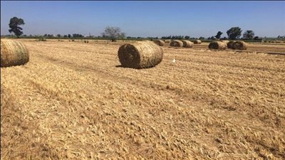 مجهودات وزارة البيئة لمواجهة نوبات تلوث الهواء الحادة على مدار الاسبوع الحالى