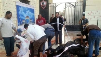 الزمالك يذبح عجلا لفك النحس