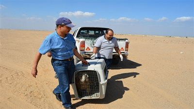 البيئة: إعادة إطلاق نسر إلى بيئته الطبيعية