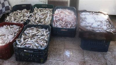توزيع 36 طاولة من الاسماك على الجمعيات الاستهلاكية بالسويس