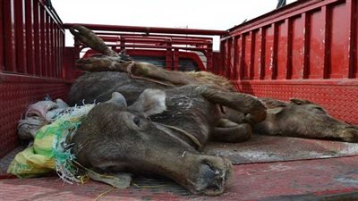 ضبط ماشية نافقة بحوزة جزار ببندر ملوي