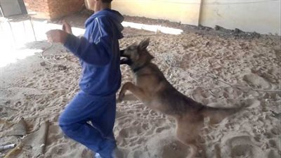 كلب ضال يعقر 7 أطفال بأحد قري الدقهلية والأمن يتخلص منه بعد مطاردته