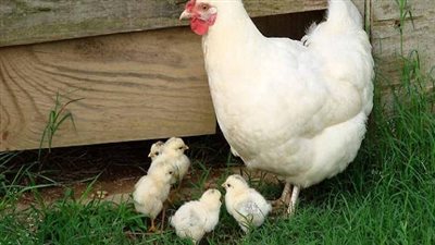 إحترس| هذه القطع من الدجاجة 