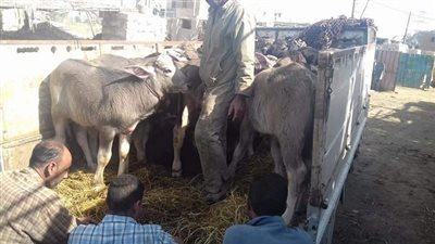 بالصور.. تموين الفيوم تضبط ١٠٠٠ كيلو لحم فاسد و٢٢ فحل بتلو محظورة