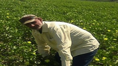 صرف تعويضات مؤقتة لـ210 مزارع مضار في شمال سيناء