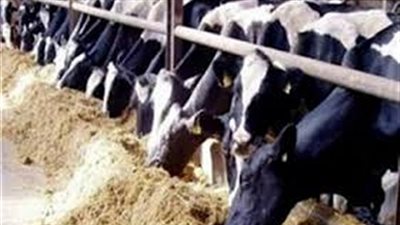 وصول 1290 رأس ماشية لميناء سفاجا قادمة من السودان