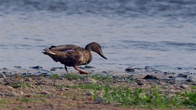البيئة: تنفيذ برنامج لإدارة الطيور المائية المهاجرة  بالتعاون مع وزارة البيئة الفرنسية 