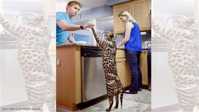 أطول قطين في العالم.. ماذا كان مصيرهم؟