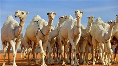 الإفراج عن شحنة 4923 رأس أبل قادمة من السودان إلى أسوان