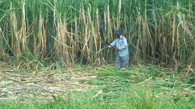 خلافات بين الحكومة والمصانع والمزارعين بسبب أسعار توريد قصب السكر والبنجر