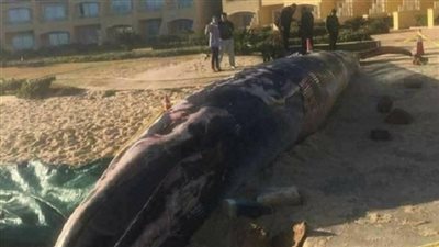 القوات البحرية.. إنتشال 