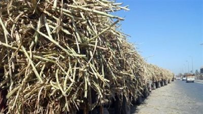 صرف 90٪ من مستحقات مزارعين القصب يوم الإثنين بمصنع سكر نجع حمادى