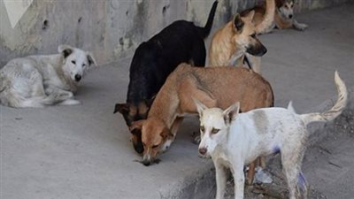 التخلص من 40 كلب ضال بالقليوبية