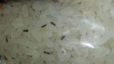 تموين الفيوم.. ضبط ارز تموينى يحتوى على حشرات 