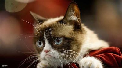 قط يتحول لـ