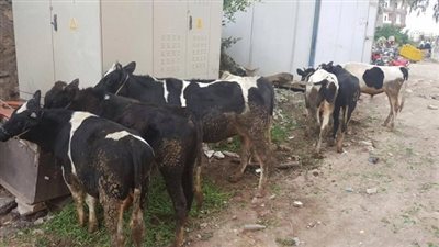 سقوط عصابة سرقة المواشي بكفر شكر