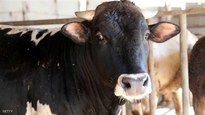 مفأجاة| أكل اللحوم قد يصيبك بمرض خطير.. إقرا التفاصيل