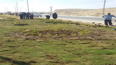 زراعة وتجميل المدخل الشرقي لمدينة المنيا الجديدة و4 كم بالجزيرة الوسطى للطريق الصحراوي