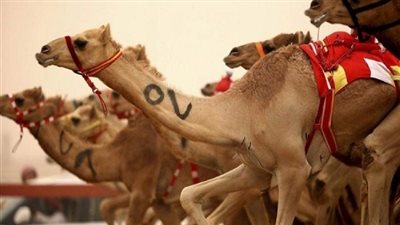 مشاركة 300 هجين ذات الأصول العربية في مهرجان الشرقية التاسع للهجن العربية