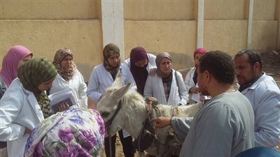 قافلة بيطرية بقرية بلتان من جامعة بنها