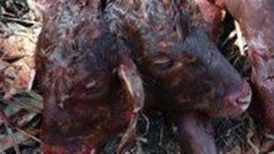 بقرة تلد عجلا برأسين فى الدقهلية.. هنا التفاصيل