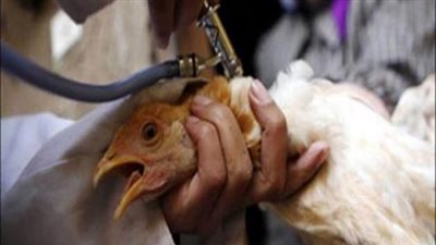 بالفيديو.. الزراعة تنجح في مكافحة فيروس 