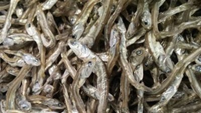 تموين الإسكندرية يضبط 2000 عبوة أنشوجة غير صالحة للاستهلاك