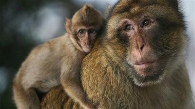 بعد الغربان والكلاب الضالة النسانيس تزحف لشوارع السويس.. اقرأ التفاصيل