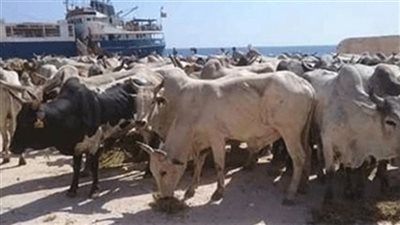 وصول 1639 رأس ماشية لميناء سفاجا