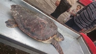  البيئة: إعادة 4 سلاحف بحرية مهددة بالانقراض لمياه البحر المتوسط خلال 48 ساعة