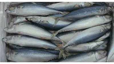 الزراعة: ضبط 3.7 طن من الاسماك المجمدة والمدخنة في 10-محلات بمحافظة الغربية