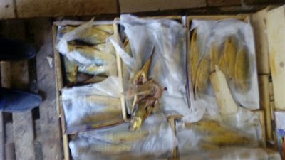 ضبط مصنع أسماك غير مرخص وبداخله 3,5طن 