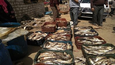 بالصور.. ضبط ٢ طن فسيخ فاسد بالقليوبية