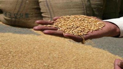 التموين: بدء موسم توريد القمح المحلى من المزارعين