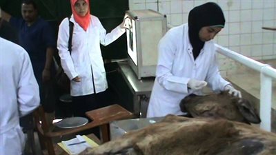  إمتحانات طب بيطرى بنها تبدأ 13 مايو وتنتهى 13 يونيو 