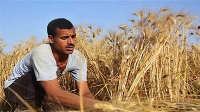 توريد 4724 طن و824 كيلو قمح محلي للشون والصوامع بنطاق القليوبية