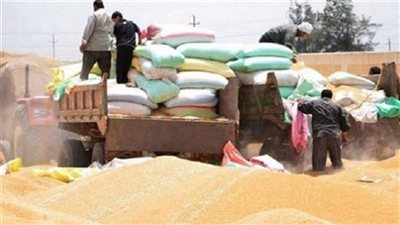 إستلام 18 ألف طن قمح حتى الآن من المزارعين بالقليوبية