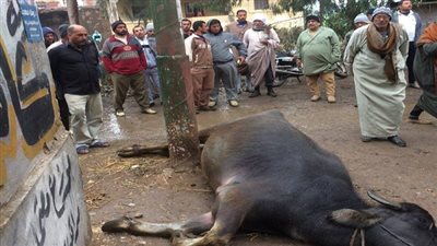 مواطن يحرر محضرا ضد شركة كهرباء القليوبية لسقوط عمود إنارة على ماشيته