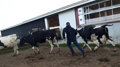 ضبط تشكيل عصابى تخصص في سرقات الماشية بالقناطر