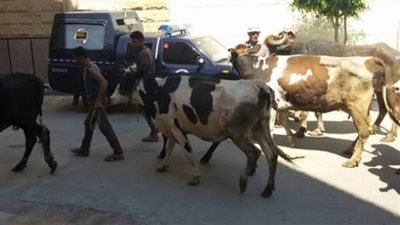 حبس عاملان لتكوينهم تشكيلاً عصابياً تخصص في سرقة الماشية بالقليوبية