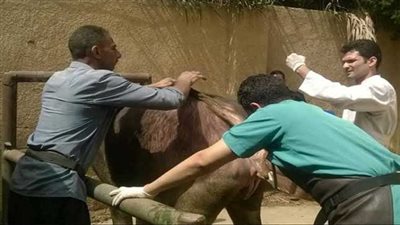 قافله بيطرية تعالج 586 رأس ماشية بقرية شبرامنت بأبو النمرس