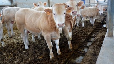 قرار قوي من الزراعة بشأن استعدادت رمضان.. ما هو؟